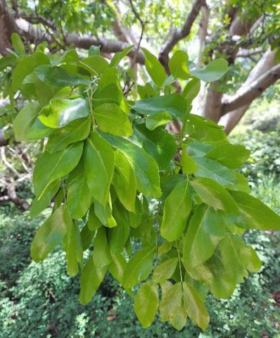 Schotia brachypetala young leaves